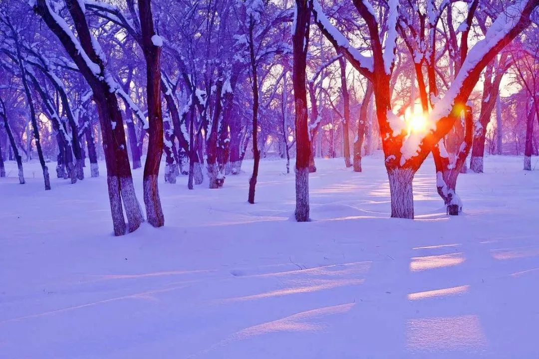 新疆雪后大地之樹(shù)的壯麗景色